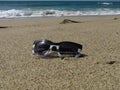 Women's sunglasses isolated on a sandy ocean beach